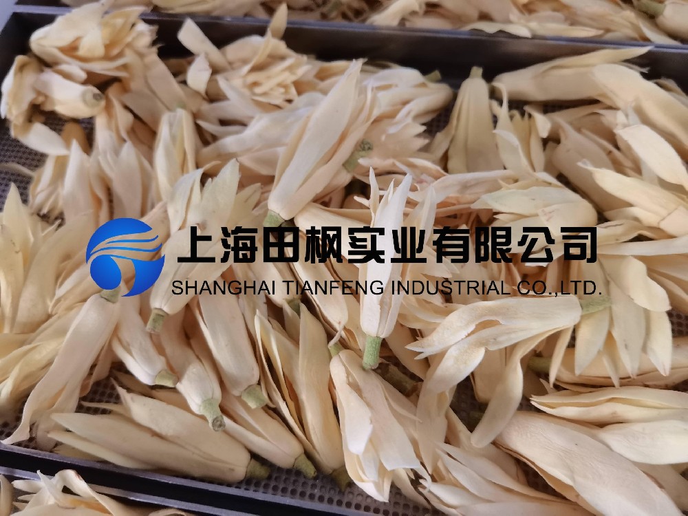白玉蘭凍干，鮮花凍干機(jī)應(yīng)用于白玉蘭真空冷凍干燥